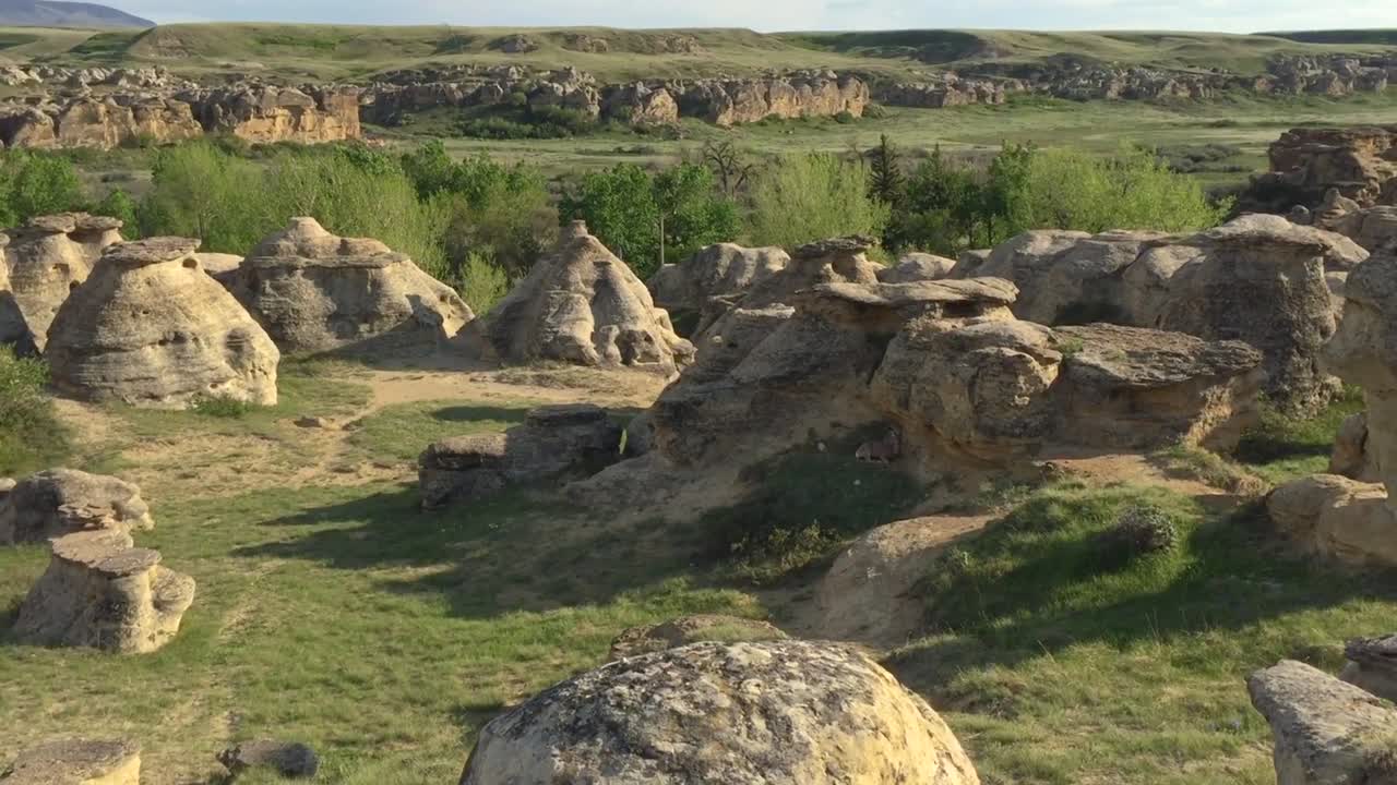 Watching a young wild deer at Writing On Stone Provincial Park, Alberta, Canada