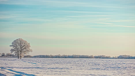 two trees in a snowy field with waves of cirrostratus clouds flowing by - daytime time lapse