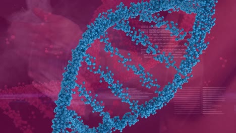 animación de adn, procesamiento de datos y manos humanas sobre fondo rojo