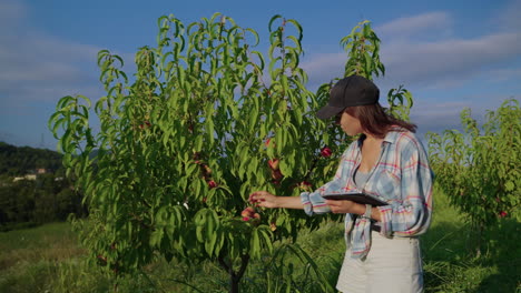 mujer inspeccionando árboles de melocotón en un huerto