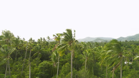 drone fly close to palm tree in tropical island paradise in koh samui Thailand travel destination
