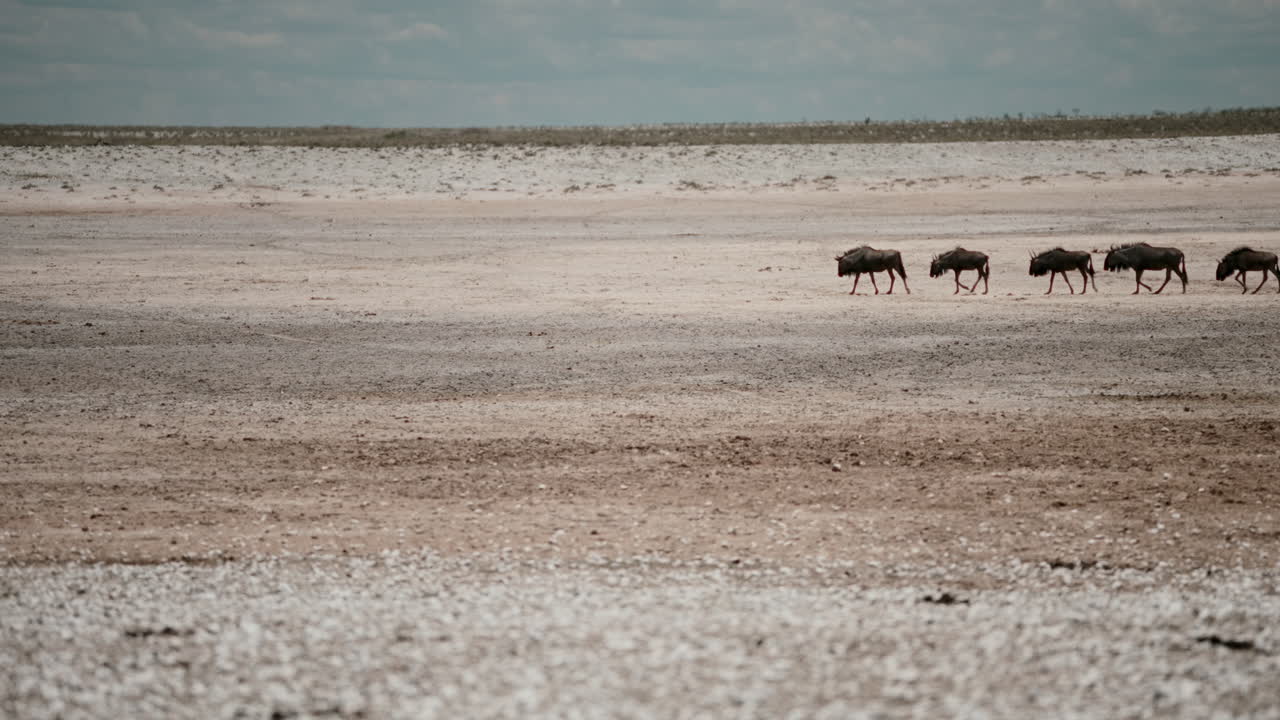Migração de animais selvagens na savana africana