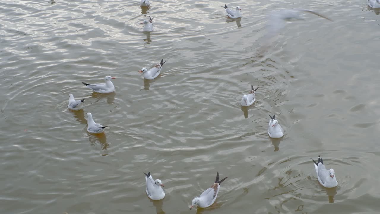 toma estática de bandada de gaviotas reunidas flotando en el agua en busca de comida