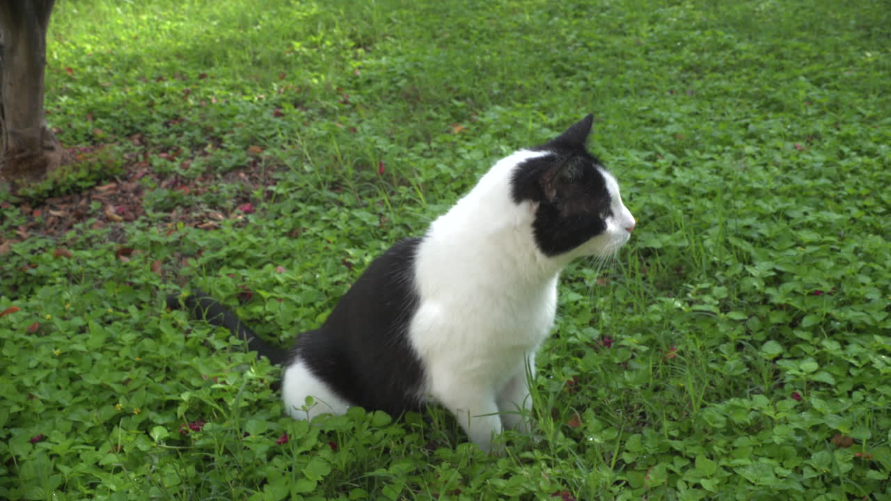 A cat twitches his tail while sitting in the grass