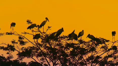 Tropical-Asian-Openbill-Stork-perched-in-tree-branches-during-sunset