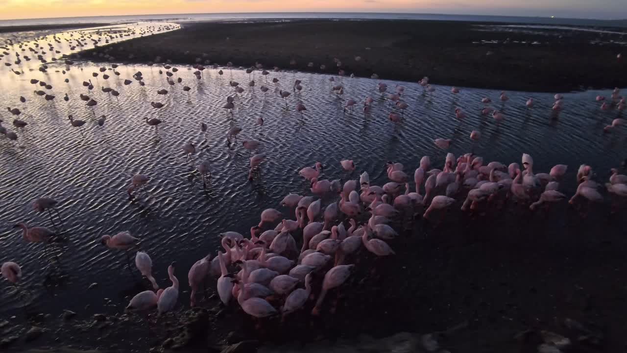 Flock of Flamingos at Sunset
