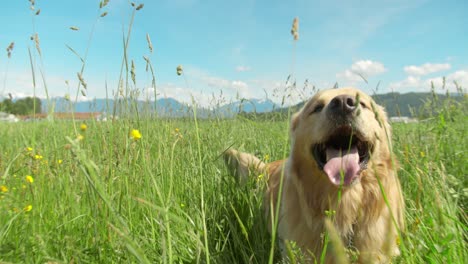 golden retriever dog looks around and walks through a field of tall grass