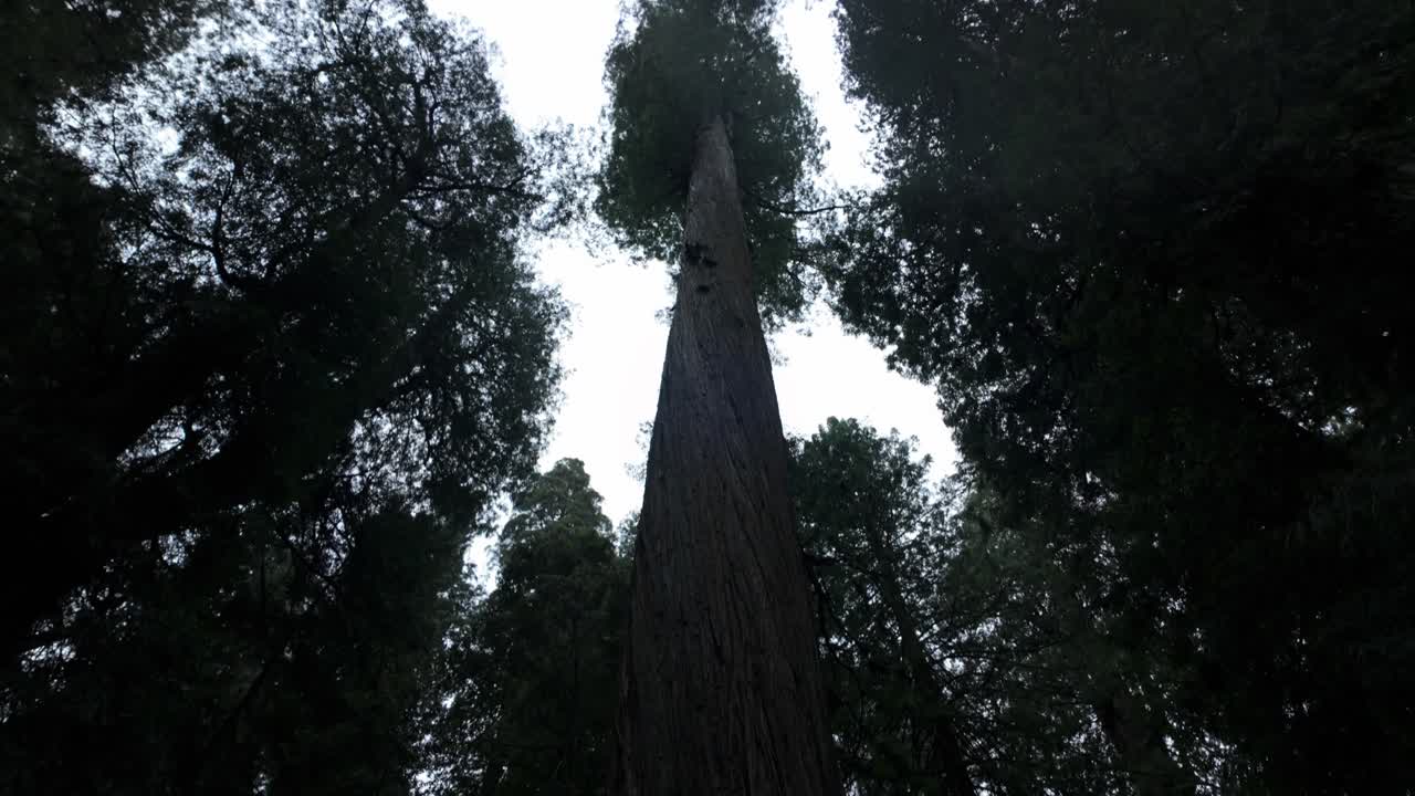 Gimbal tilting up shot of tall redwood trees shooting towards the sky at Redwoods National Park in Northern California. 4K