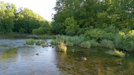 mallard ducks sitting in shallow grassland creek water, ohio