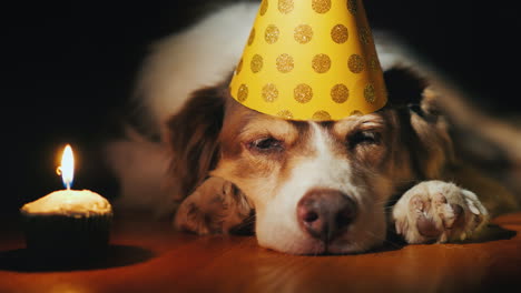 Portrait-Of-A-Cute-Birthday-Dog-In-A-Cap-Near-Balloons