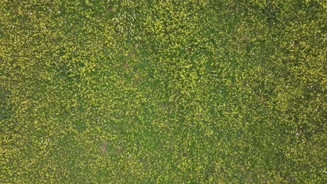 Vuelo-Ascendente-Con-Vista-Aérea-Con-Un-Dron-Sobre-Un-Prado-Con-Una-Gran-Cantidad-De-Flores-Amarillas-Con-Un-Fondo-Verde-De-Pastos,-Hay-Bonitos-Giros-De-Cámara-Para-Texturas-En-Primavera