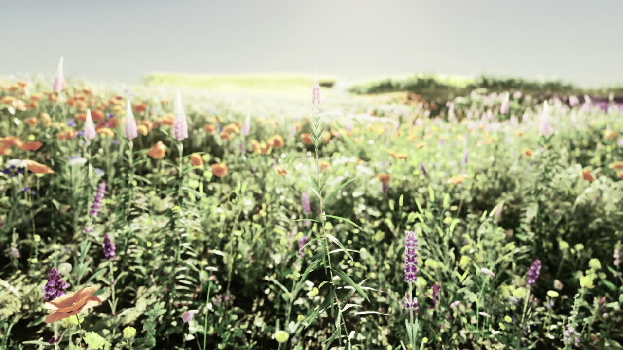 Colorful wildflower field blooms in the daytime