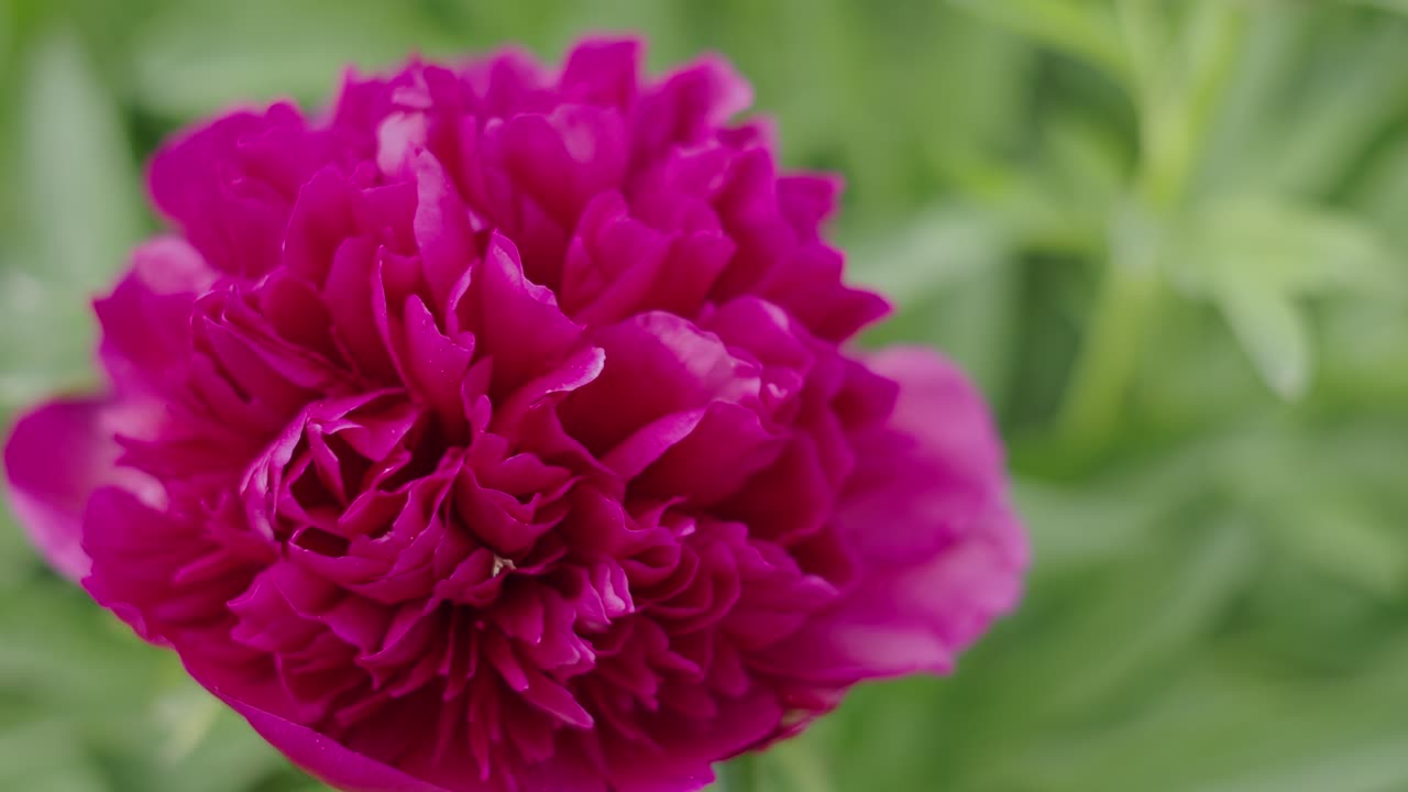 Gros plan détaillé d'une fleur de pivoine rose vif sous une douce lumière naturelle de jardin.
