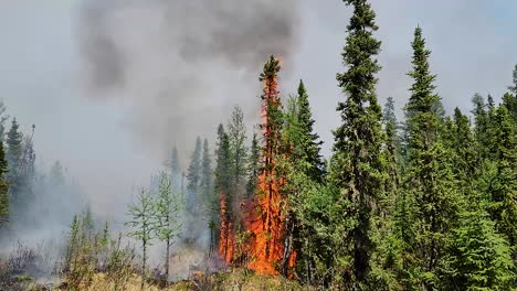 Fire-blazes-consuming-the-Forest-landscape-in-Alberta,-Canada