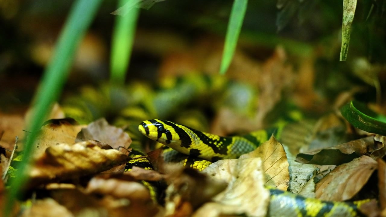 Serpiente de rayas negras y amarillas escondida entre hojas caídas.