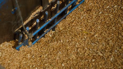 wheat grains move into the machine in a flour factory