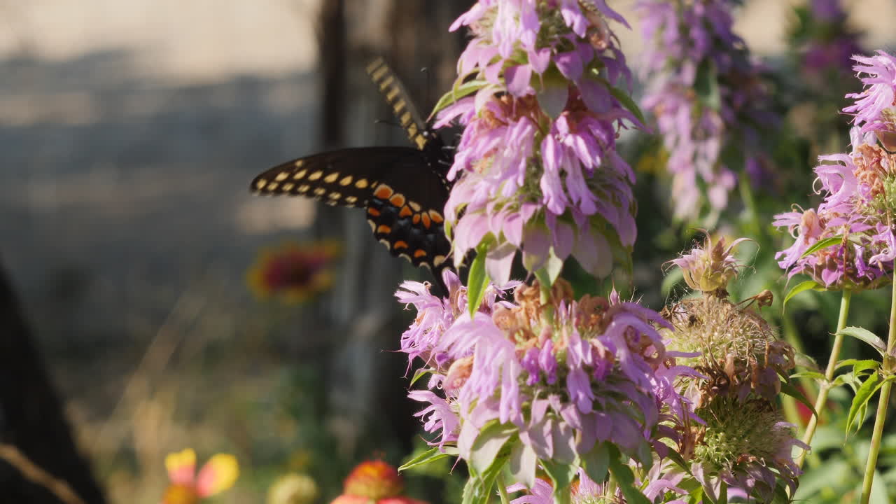 Una Farfalla Coda di Rondine Nera sui Fiori Selvatici di Menta Cavallina Viola nel Texas Hill Country