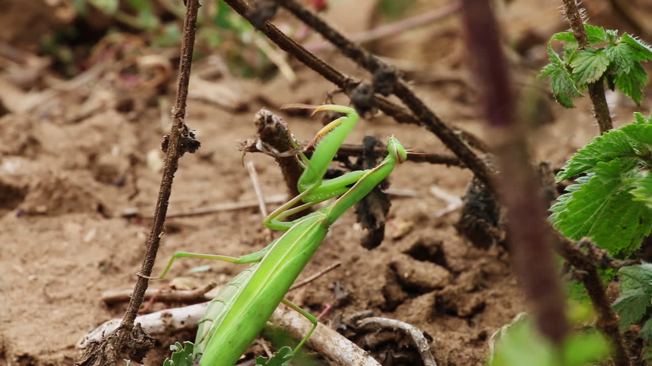 자연 서식지에서의 녹색 기도 마티스