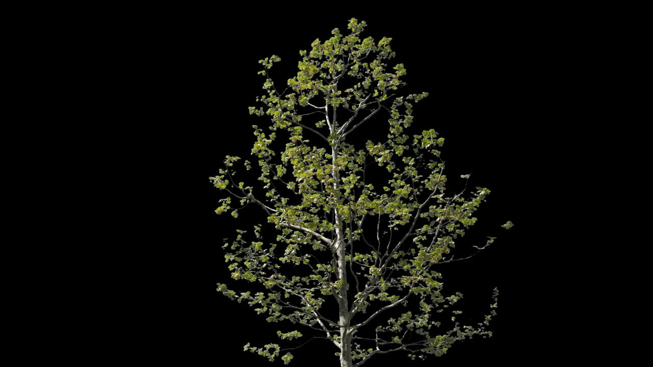 Platanus Isolated Tree