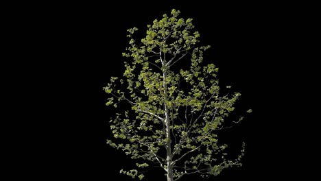 platanus isolated tree