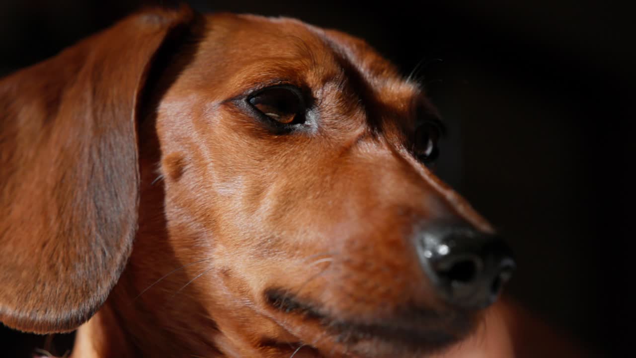This intimate close-up captures a red dachshund’s focused expression as she watches something off-screen in soft lighting.