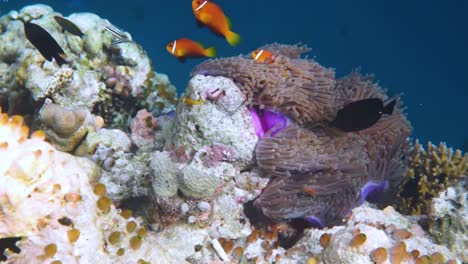 topical saltwater fish ,clownfish - coral reef in the maldives, anemonefish