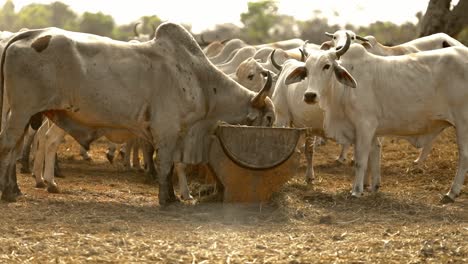 ganado pastando y comiendo hierba y heno del contenedor en el rancho de una granja