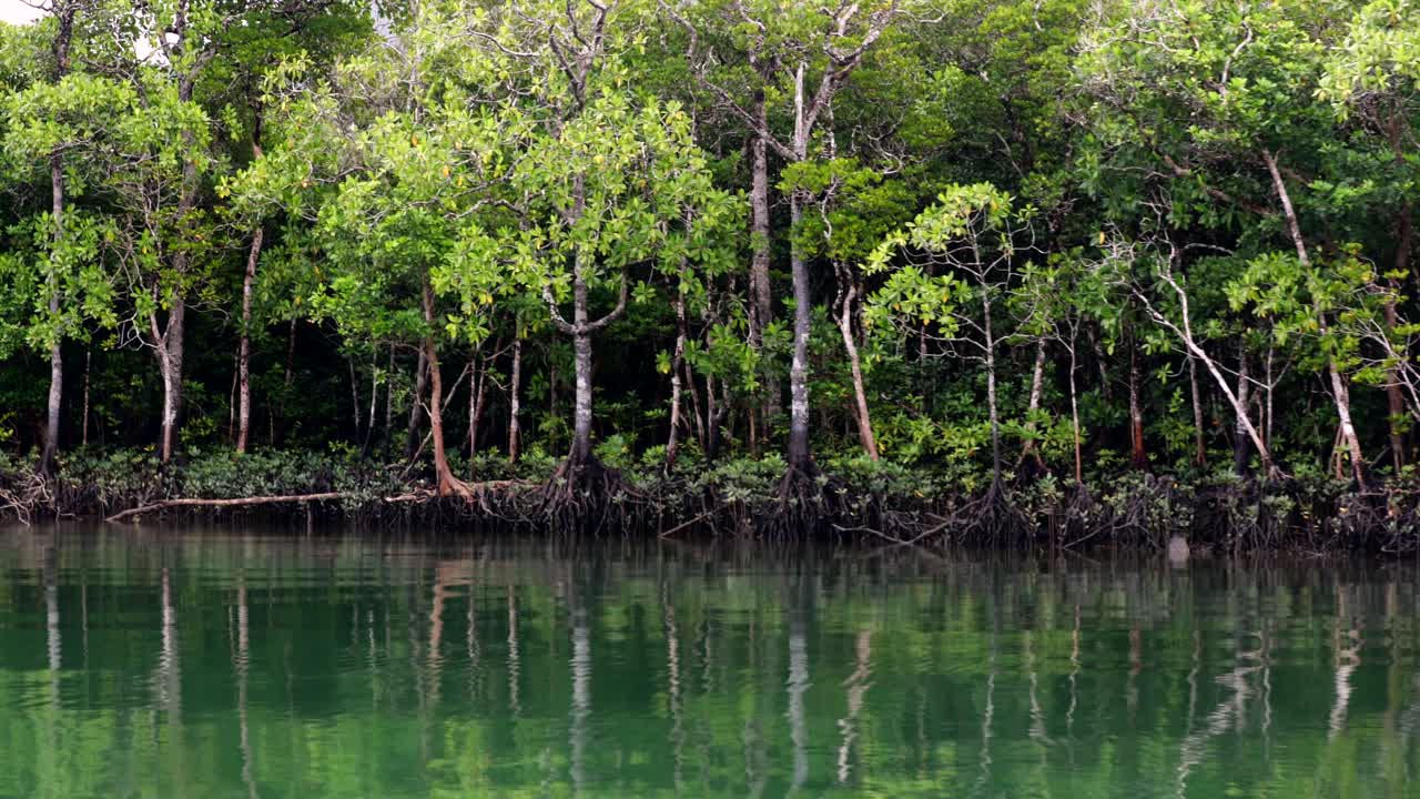 세계에서 가장 오래된 열대우림인 데인트리 국립공원의 깊은 맹그로브 숲에서 리버 크루즈
