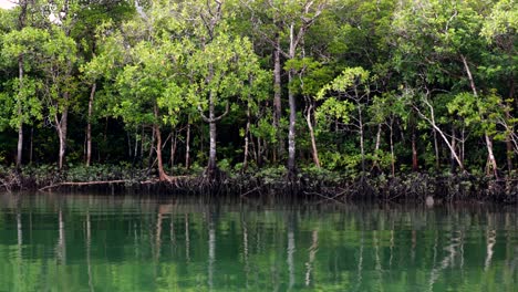 crucero por el río en los profundos bosques de manglares del parque nacional daintree, la selva tropical más antigua del mundo