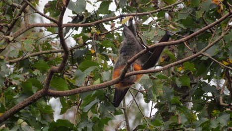 Murciélago-De-Frutas-Colgando-Boca-Abajo-De-La-Rama-De-Un-árbol,-Estira-Las-Alas-Y-Luego-Sube-A-Lo-Largo-De-La-Rama