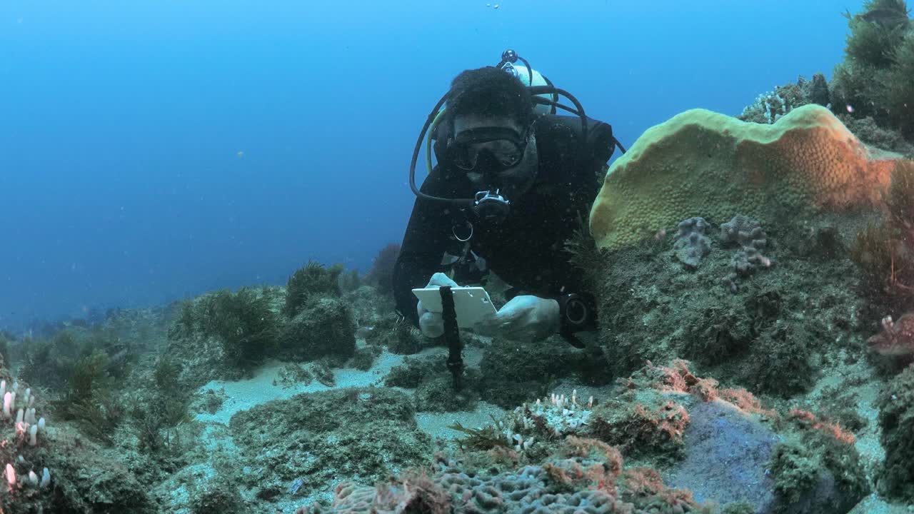 científico marino buceando en la gran barrera de arrecife registra datos en una pizarra submarina