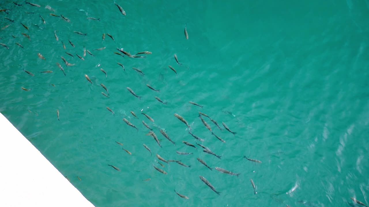 School of fish swimming rightto left in crystal clear turquoise waters of harbour in Lanzarote
