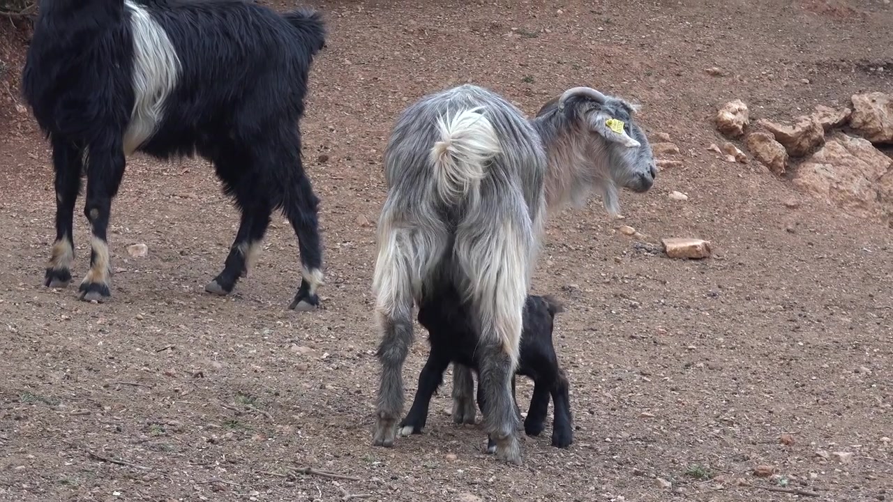 Capra che allatta il suo capretto in un pascolo rurale