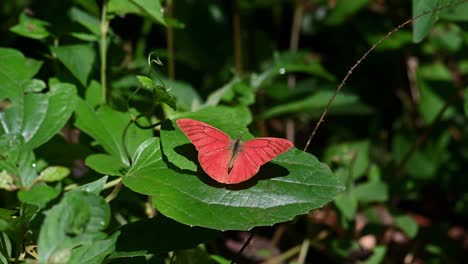 wings spread wide open basking under the sun and then flies away