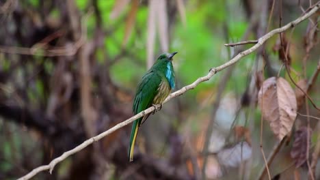 El-Abejaruco-De-Barba-Azul-Se-Encuentra-En-La-Península-De-Malaya,-Incluida-Tailandia,-En-Claros-De-Bosques-Particulares