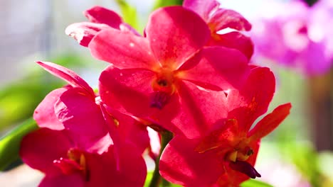 vibrant orchids in a bustling bangkok market