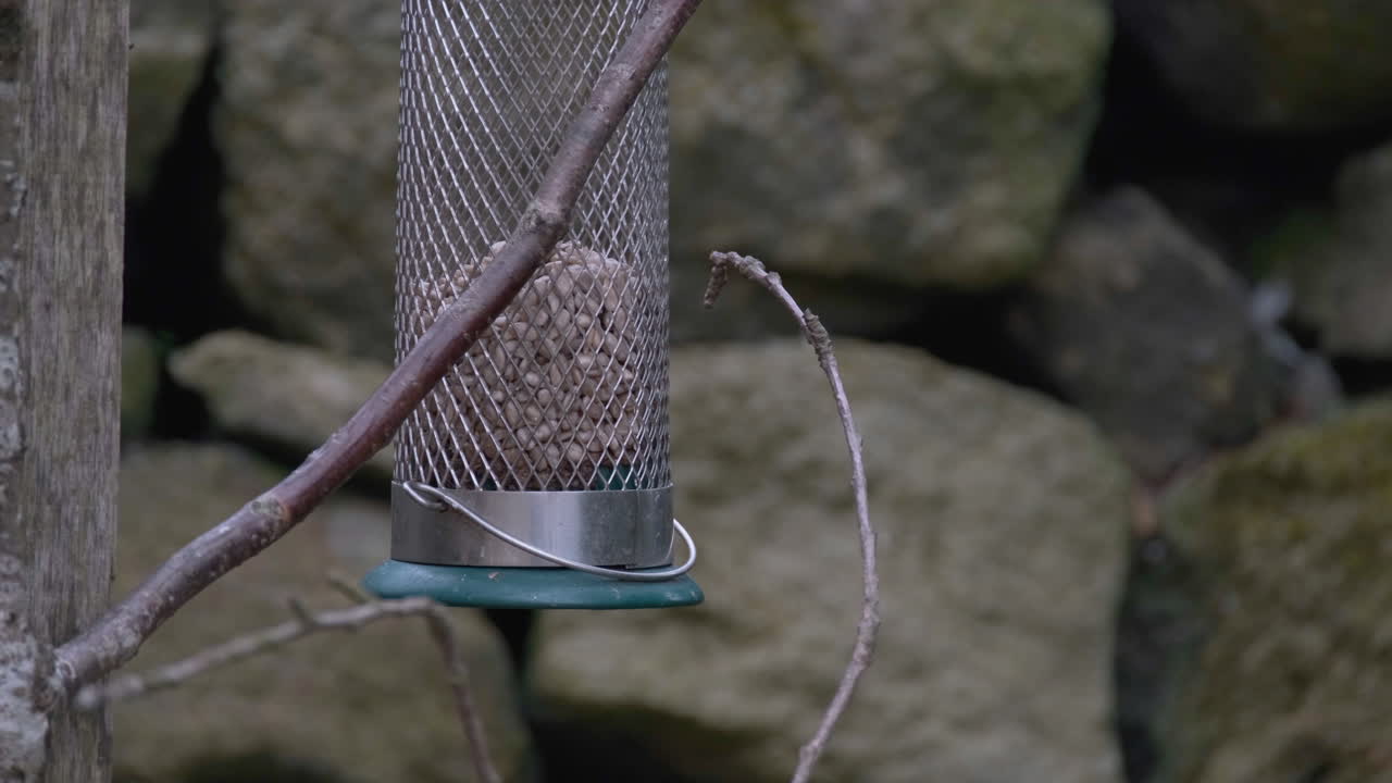 영국식 정원에서 먹이를 주는 어린 푸른박새