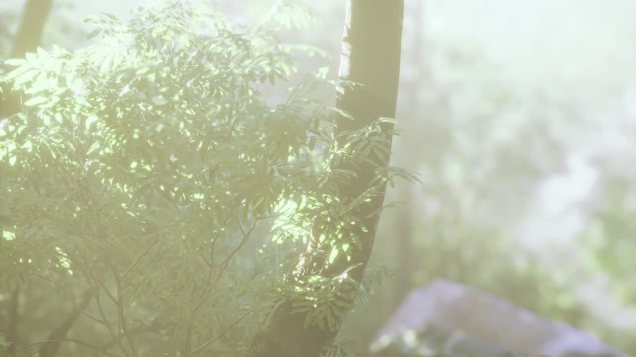 Sunlight filtering through trees in a tranquil green forest