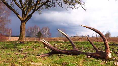 Large-deer-antler-on-green-grass-field-near-tree,-Latvian-nature-landscape