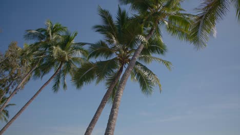Palm-trees-sway-in-breeze-with-long-trunks-with-blue-skys