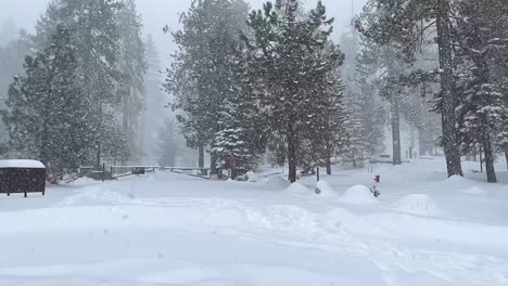 imágenes en 4k de una tormenta de nieve en el parque nacional de las secuoyas