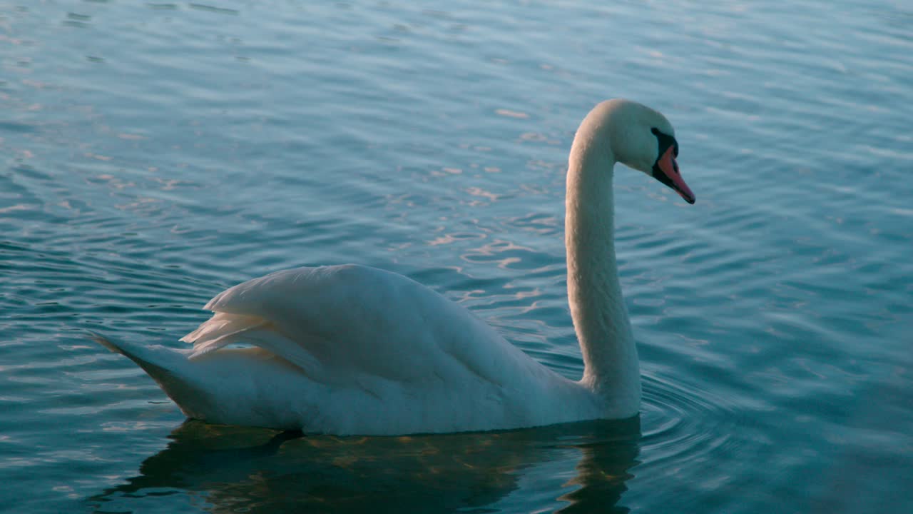 cisne nadando lentamente en las aguas poco profundas del lago en un buen día - toma amplia