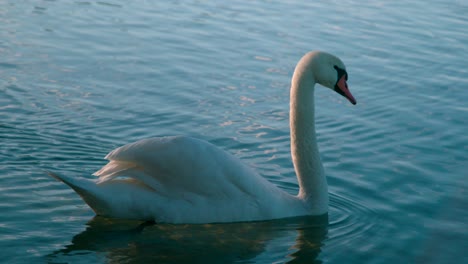 swan slowly swimming on the shallow lake waters on a fine day - wide shot