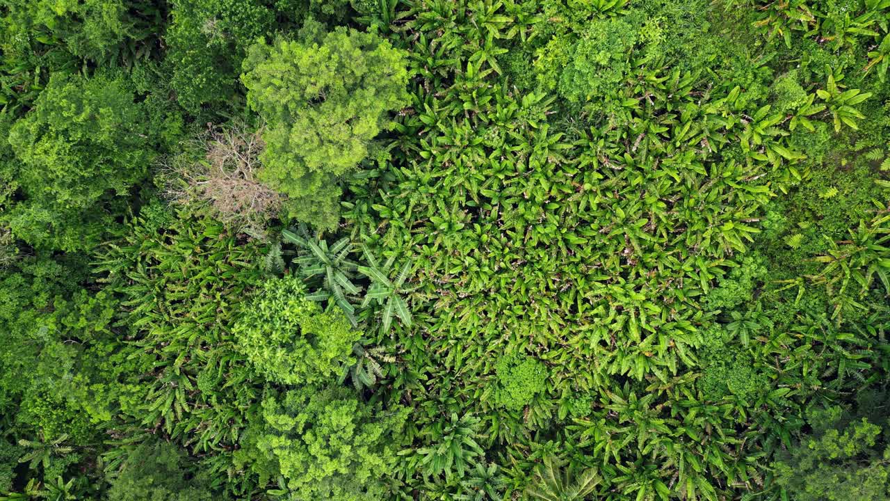 vista aérea cinematográfica de arriba hacia abajo de la plantación de abaca filipina y los plátanos en la exuberante selva tropical de baras, catanduanes