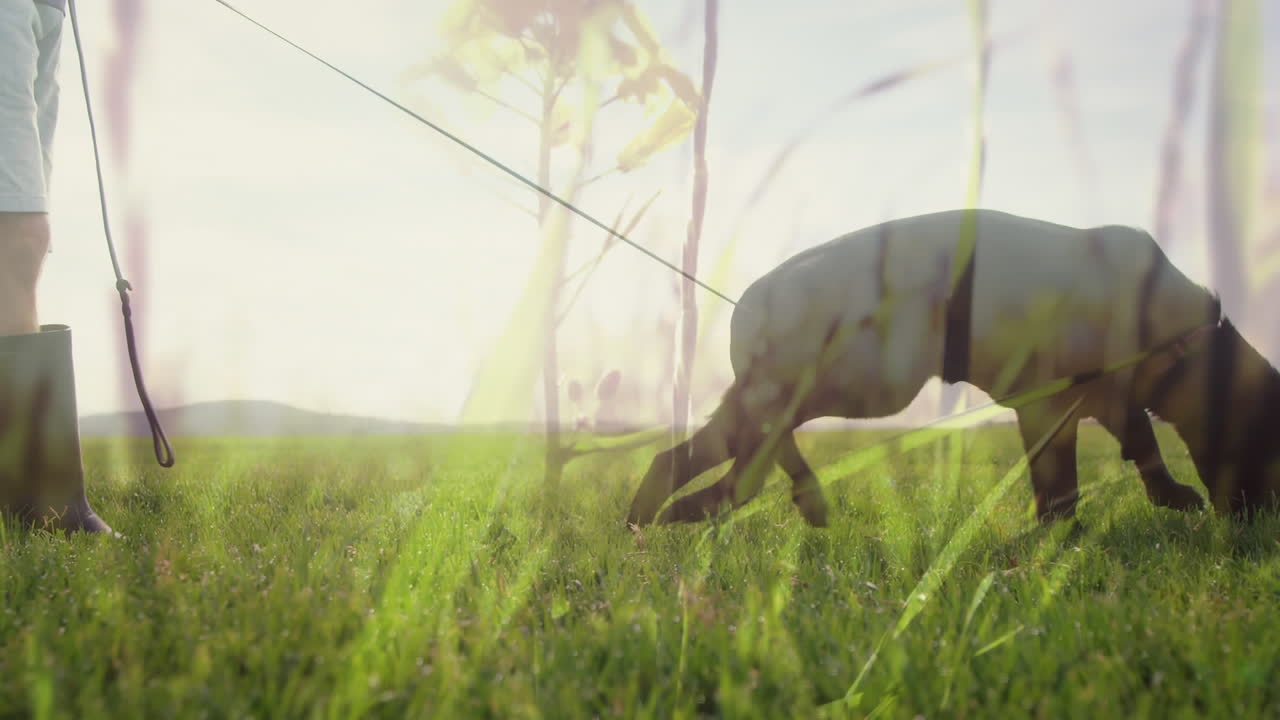 잔디 ⁇ 에서 개를  ⁇ 고 있는 사람