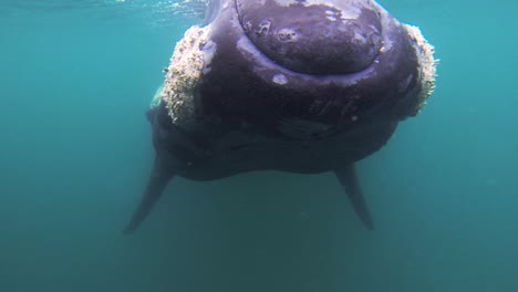 Ballena-Franca-Austral-Viniendo-Directamente-A-La-Cámara-Toma-Cercana-Del-Ojo-Toma-Submarina-Cámara-Lenta