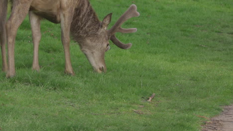 male deer foraging for food