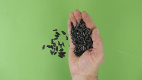 farmer in the palm holds sunflower seeds. pile of grains from a hand fall down on a green background. top view.