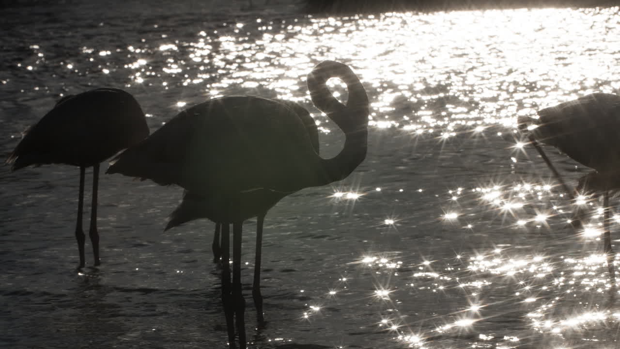 플라밍고 키네 4k 23