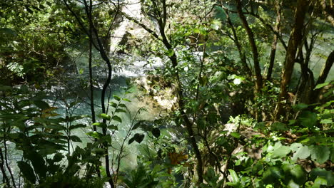 peaceful deep jungle of kawerau conservation park with flowing tarawera river